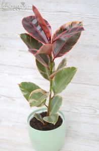 Ficus elastica Belize in pot (40cm)