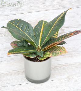 Croton im Topf (30cm)