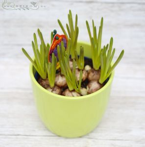 Muscari im Topf (20cm)