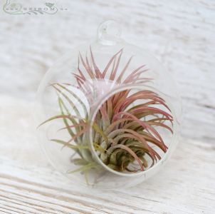 Tillandsia im Glaskugel (10cm) drinnenpflanze