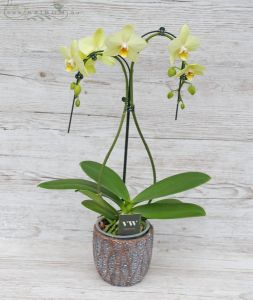  curved Phalaenopsis orchid with 2 inflorescence in pot, white (indoors)