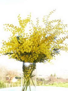 Mimosen in Vase (5St)