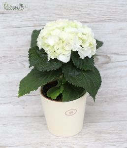 white hydrangea in pot