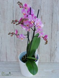 Phalaenopsis multiflora sokvirágú orcidea - szobanövény