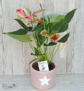 Flamingo flower with pot - inside plant