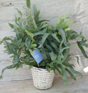 Phlebodium, blauer Farn im Korb, 60cm - Zimmerpflanze