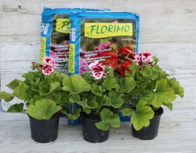 Balcony set, 3 English geraniums with 20l of flower soil