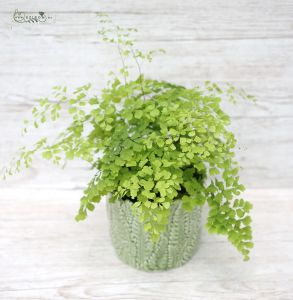 Adiantum Fragrans in pot