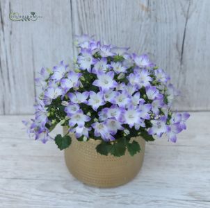 campanula fancy kaspóban