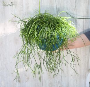 rhipsalis kaspóban 30cm