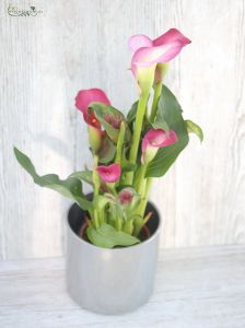 Calla mit Topf (Zimmerpflanze)