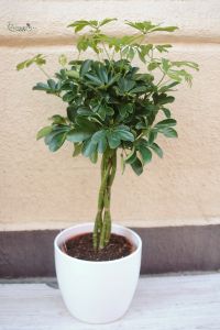 schefflera in pot 90cm