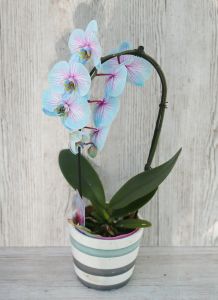 kék phalaenopsis orchidea (festett)