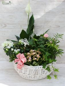 white-pink plant basket