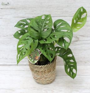 Monstera Obliqua in pot 40cm