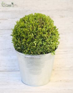 Buxus im Topf 32 cm (Freil pflanze)