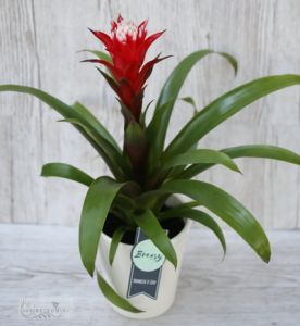 Guzmania hope mit Topf (44cm)