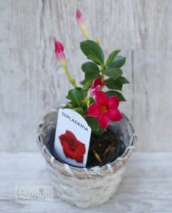 Mandevilla in basket (28cm)