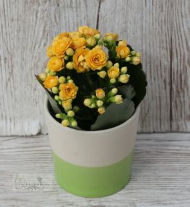 Mini coral (yellow or green) with pot