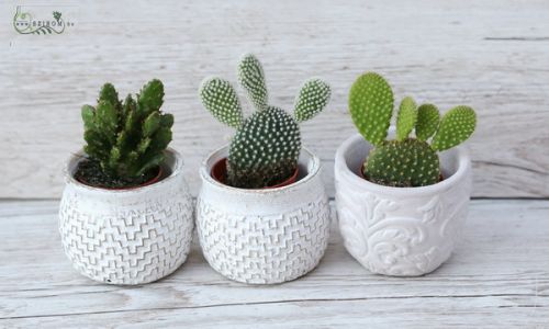 Mini Opuntia, 3 pieces in pot