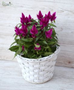 Celosia in pot