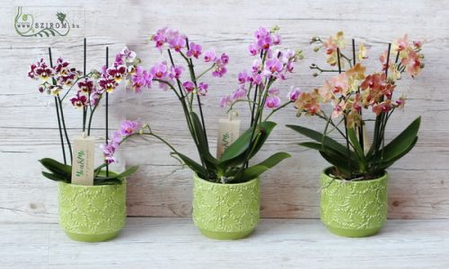  1 Stück Multiflora Medium Phalaenopsis im Topf