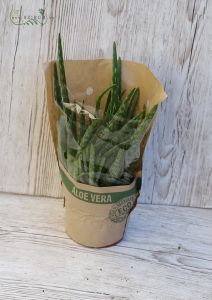 Aloe vera kaspó nélkül