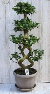 Ficus microcarpa taupe bonsai 85cm