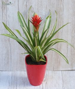 Guzmania torchita 45cm in pot