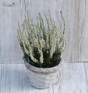 calluna kosárban 33cm