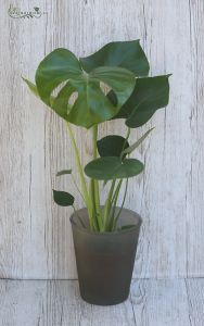 Monstera im Topf 50 cm