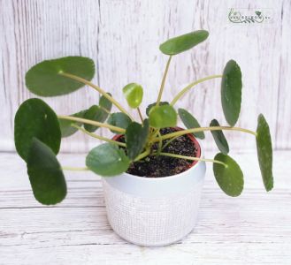 Pilea (pénzvirág) kaspóval