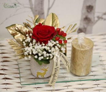 Red rose in small pot with candle