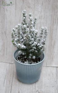 Snowy pine in pot