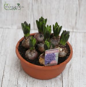 Hyacinth pot with 5 plant