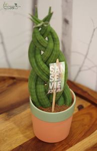 Sansevieria kaspóval