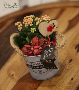 Plant arrangement with calanchoe, fittonia, and a wooden heart
