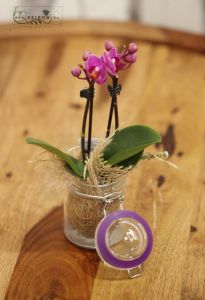 Mini Phalaenopsis im Glas