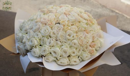 150 white roses in bouquet