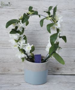 Dendorbium orchid loop in pot