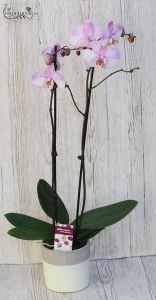 Zweifarbige Phalaenopsis im Topf