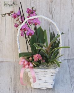 Pflanzenkorb mit Orchidee, Kalanchoe, Bromelie