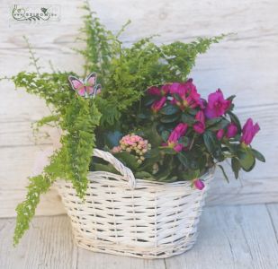 Plant basket with azalea, kalanchoe, fern