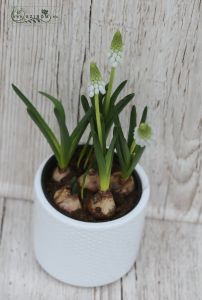 Muscari kaspóval (kinti)