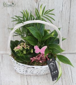 Plant basket with spatyphilum, calanchoe