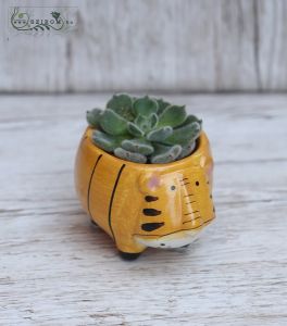 Echevieria in small animal shaped pot 7cm