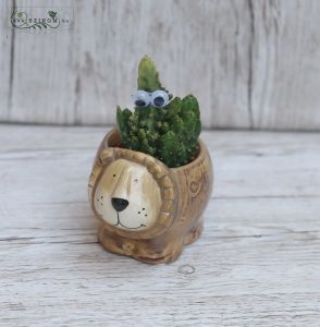Cactus in small animal shaped pot 7cm
