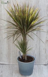 Dracena 100 cm