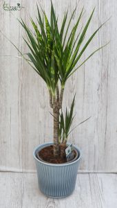 Dracena 75cm