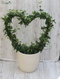 Hedera heart